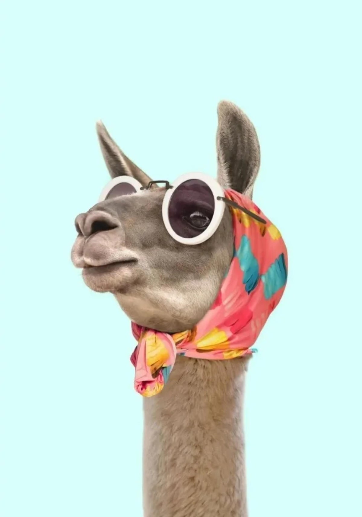 FANTASTICAL ALPACA