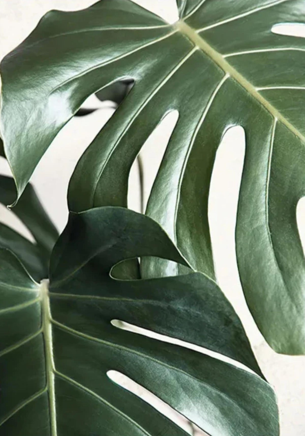 LEAFY REFLECTIONS