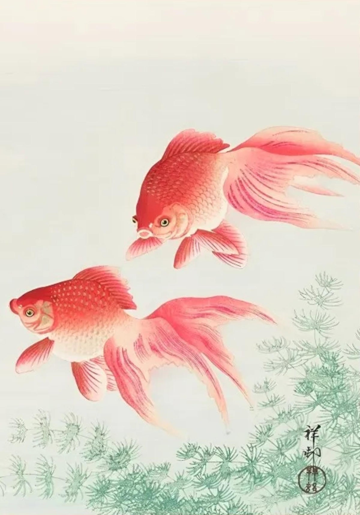 TWO VEIL GOLDFISH
