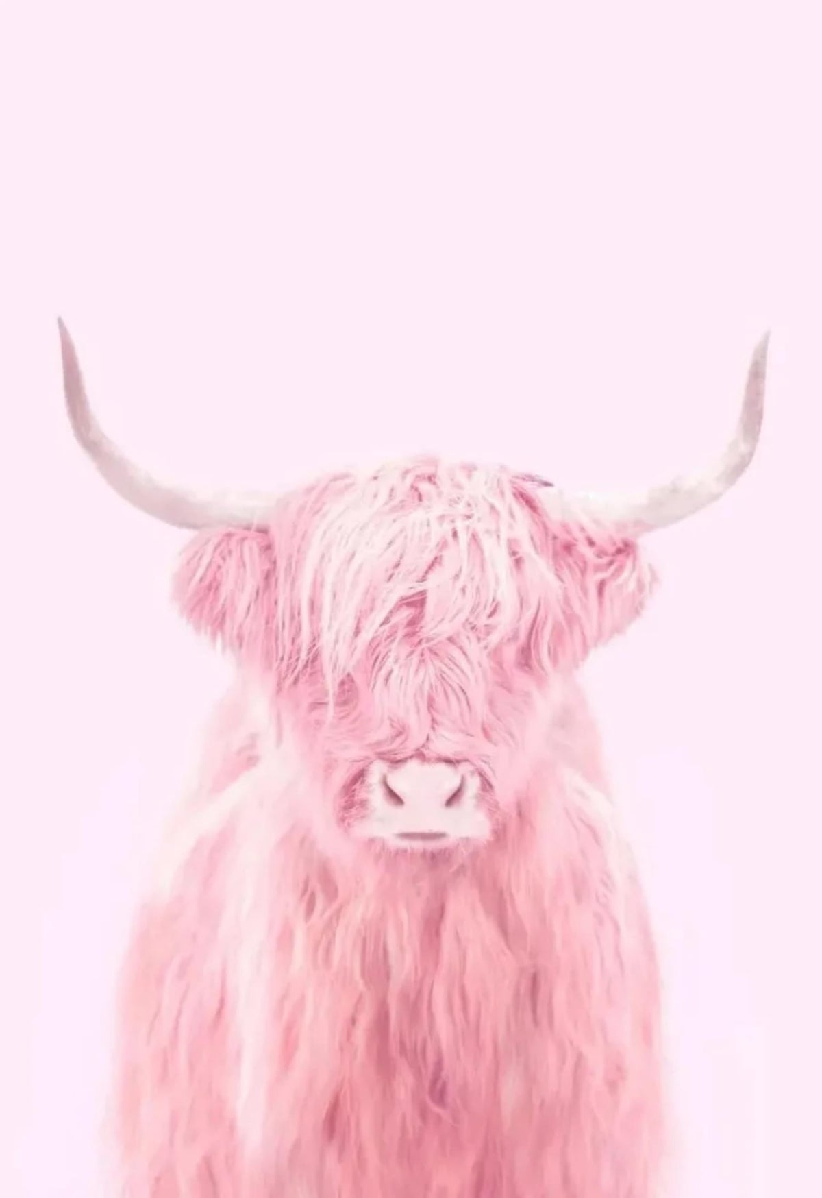 PINK HIGHLAND COW