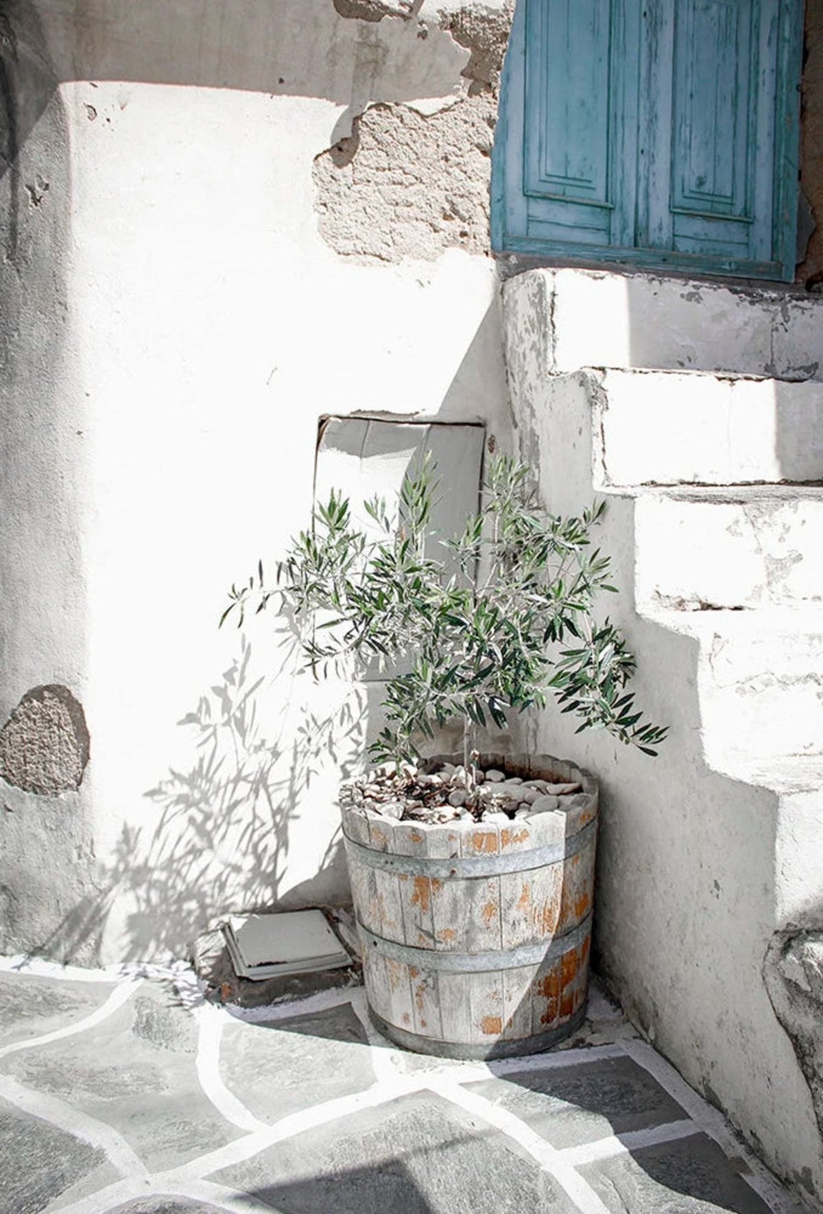 THE OLIVE GROVE
