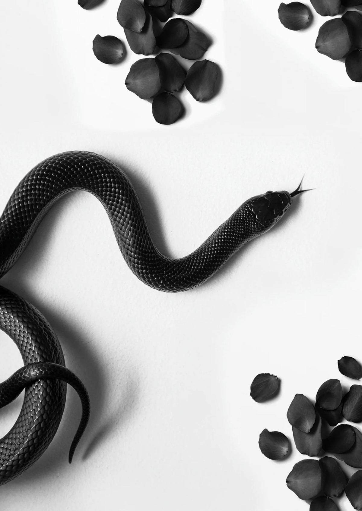 BLACK SNAKE ROAM