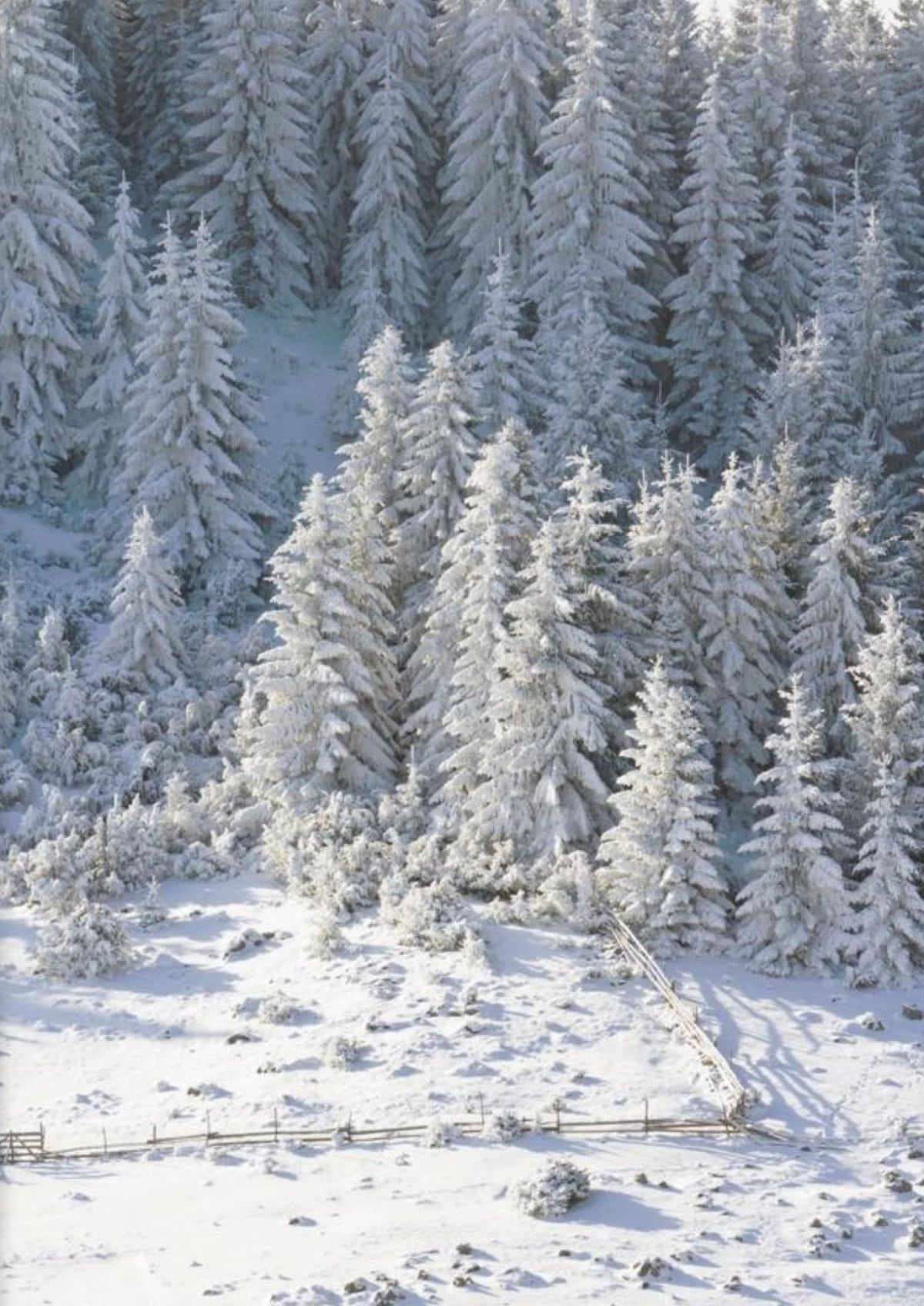 WINTER WONDERLAND