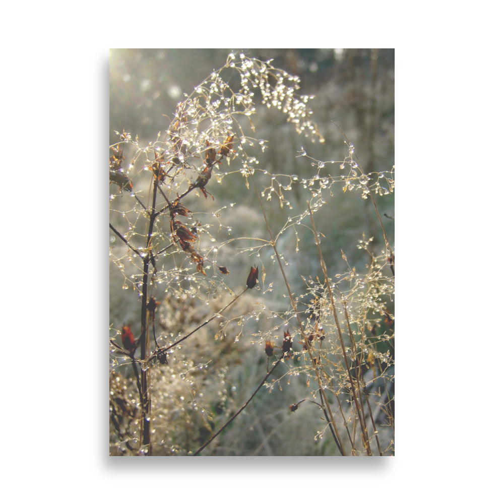Poster - Winter Dews