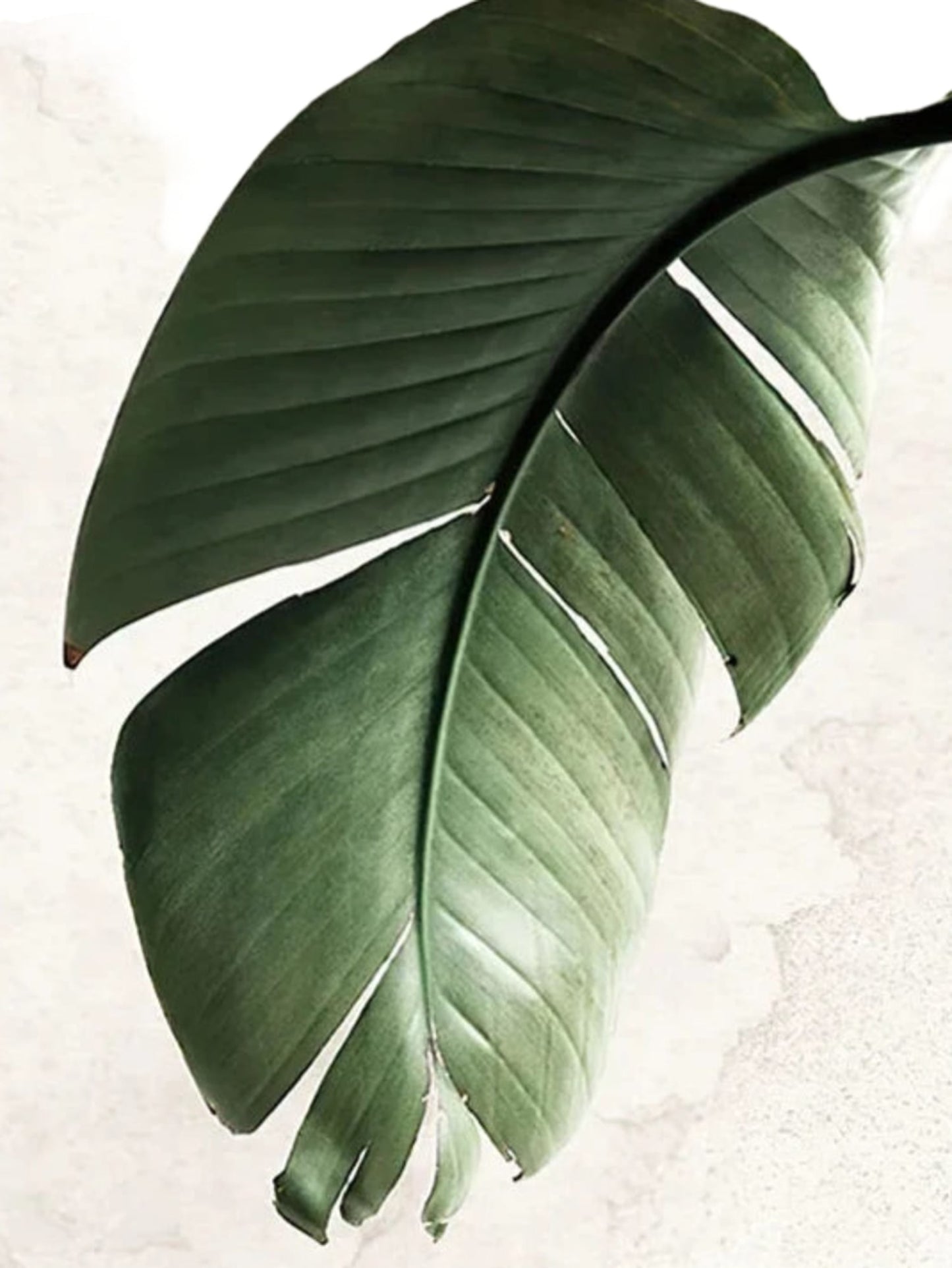 Botanical Balance | Modern Greenery Art Print | Nature Wall Decor | Poster for Home Decor | Green Plant Aesthetic