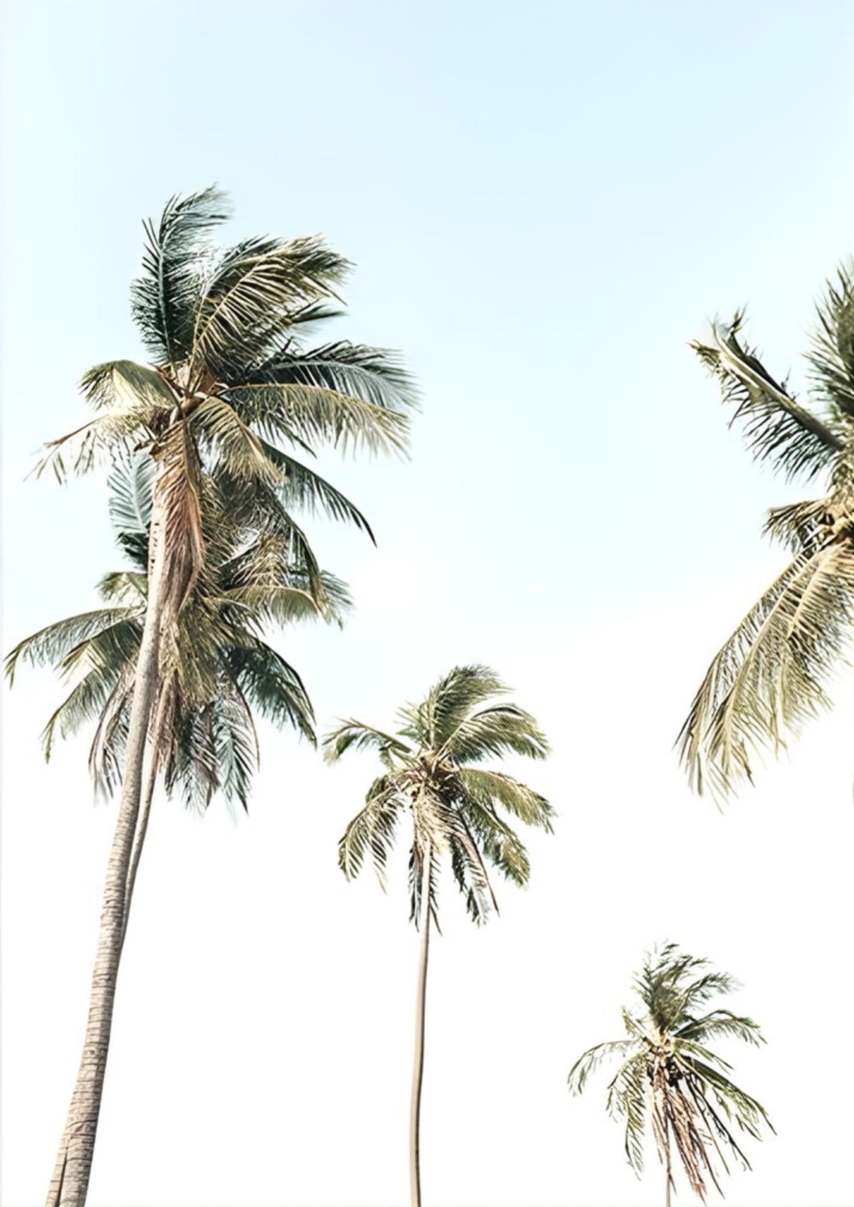 TROPICAL SUNSET