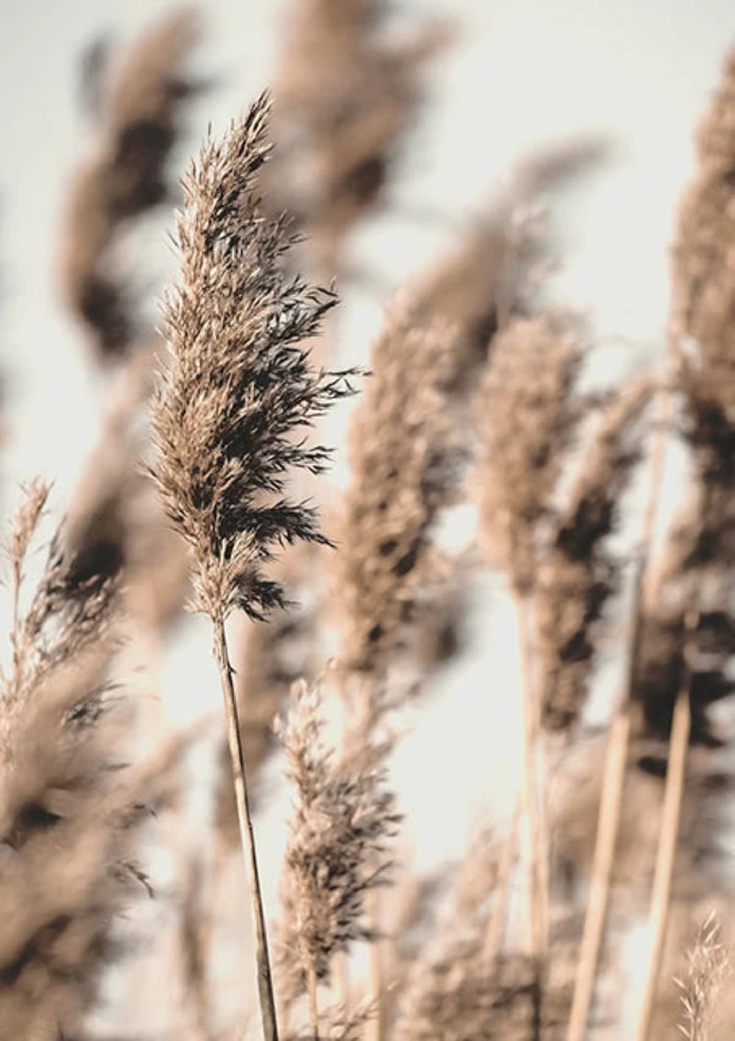 Rooted in Style | Vibrant Nature Design Poster | Wall Decor for Home & Office | Botanical Themed Art | Elegant Room Accent