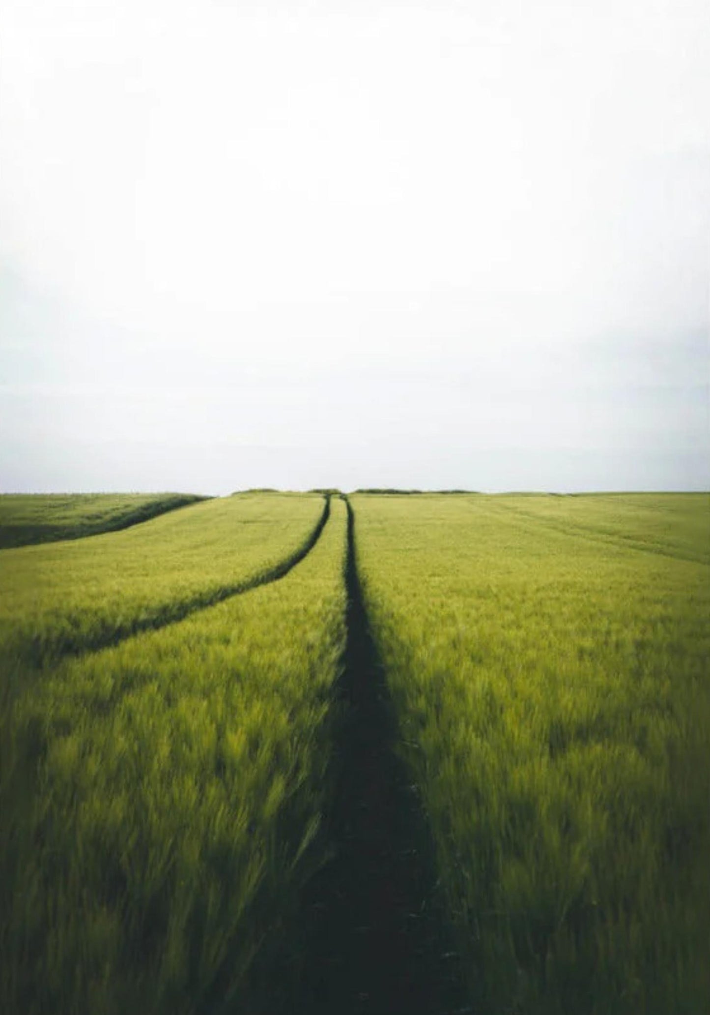 Gerstenfeld Barley Field