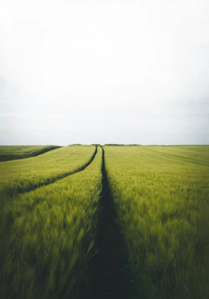 Gerstenfeld Barley Field