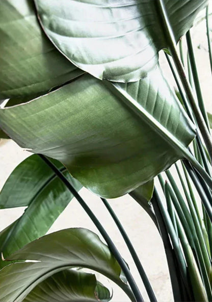 Nature's Structure | Minimalist Botanical Design
