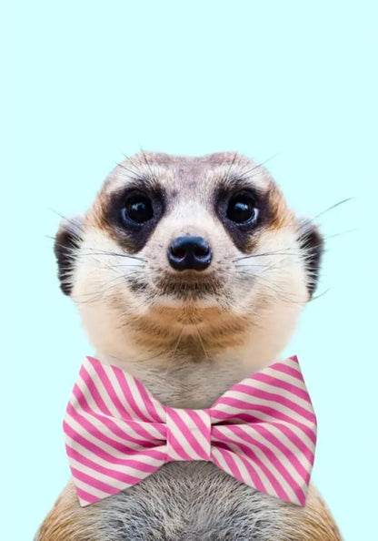 Fancy Meerkat & Ferret | Fantastical Creatures Art