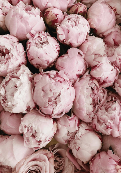 Pink Rose Blooms | Romantic Floral Print