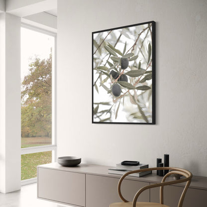 Olive Garden Landscape | Tranquil Mediterranean Scene