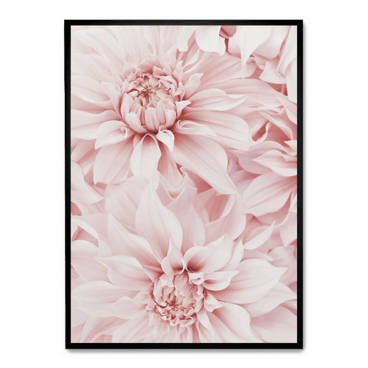 Pink Dahlia Bloom | Floral Poster | Wall Art | Decorative Flower Artwork for Home & Garden Decor