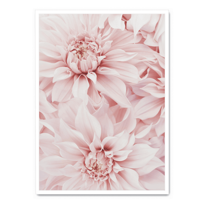 Pink Dahlia Bloom | Floral Poster | Wall Art | Decorative Flower Artwork for Home & Garden Decor