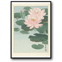 LOTUS BLOSSOMS