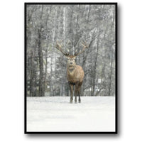 HI DEER