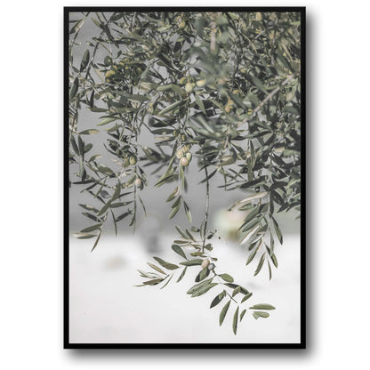 Italy's Olive Garden Landscape | Nature's Embrace Art