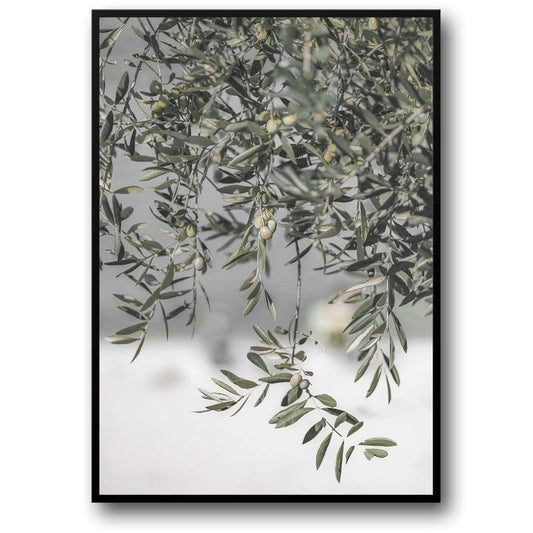 Italy's Olive Garden Landscape | Nature's Embrace Art