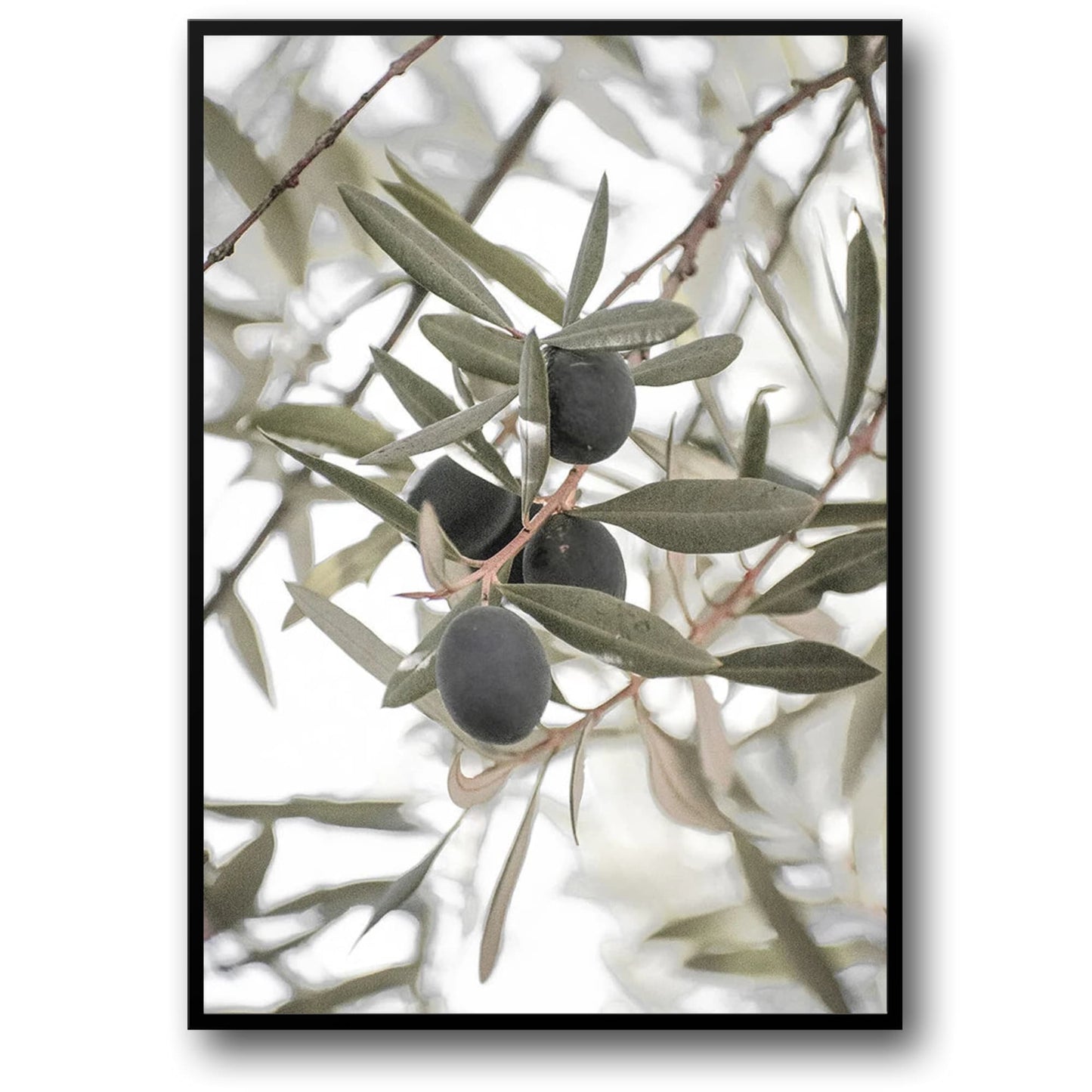 Olive Garden Landscape | Tranquil Mediterranean Scene