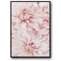 PINK DAHLIA BLOOM