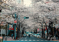SPRING BLOSSOMS IN KYOTO