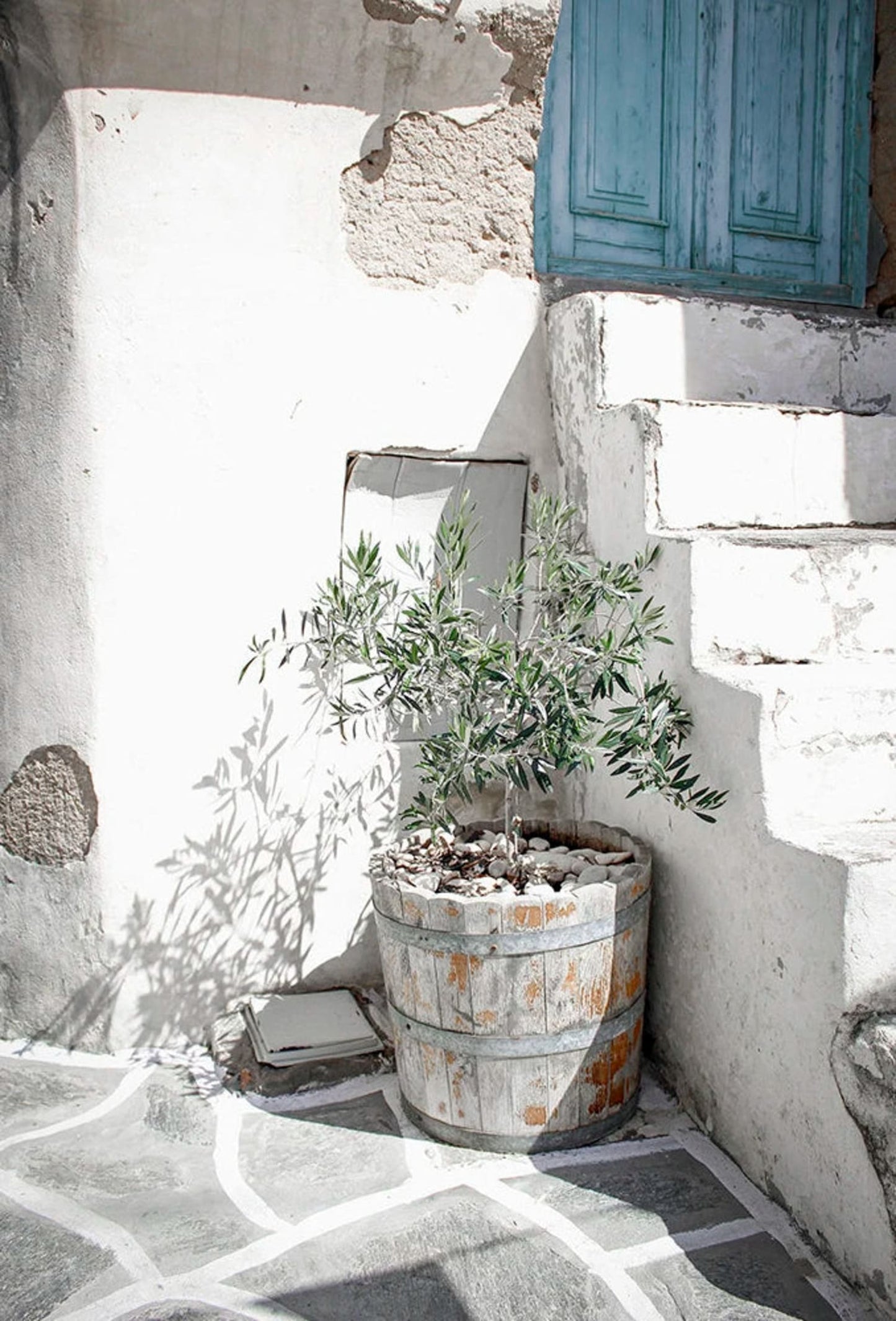 Italy Olive Garden | Vintage Landscape Scenery