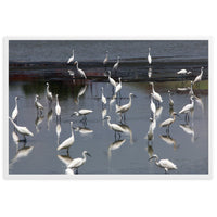 A FLOCK OF LITTLE EGRETS