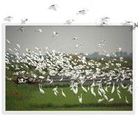 A FLOCK OF EGRETS