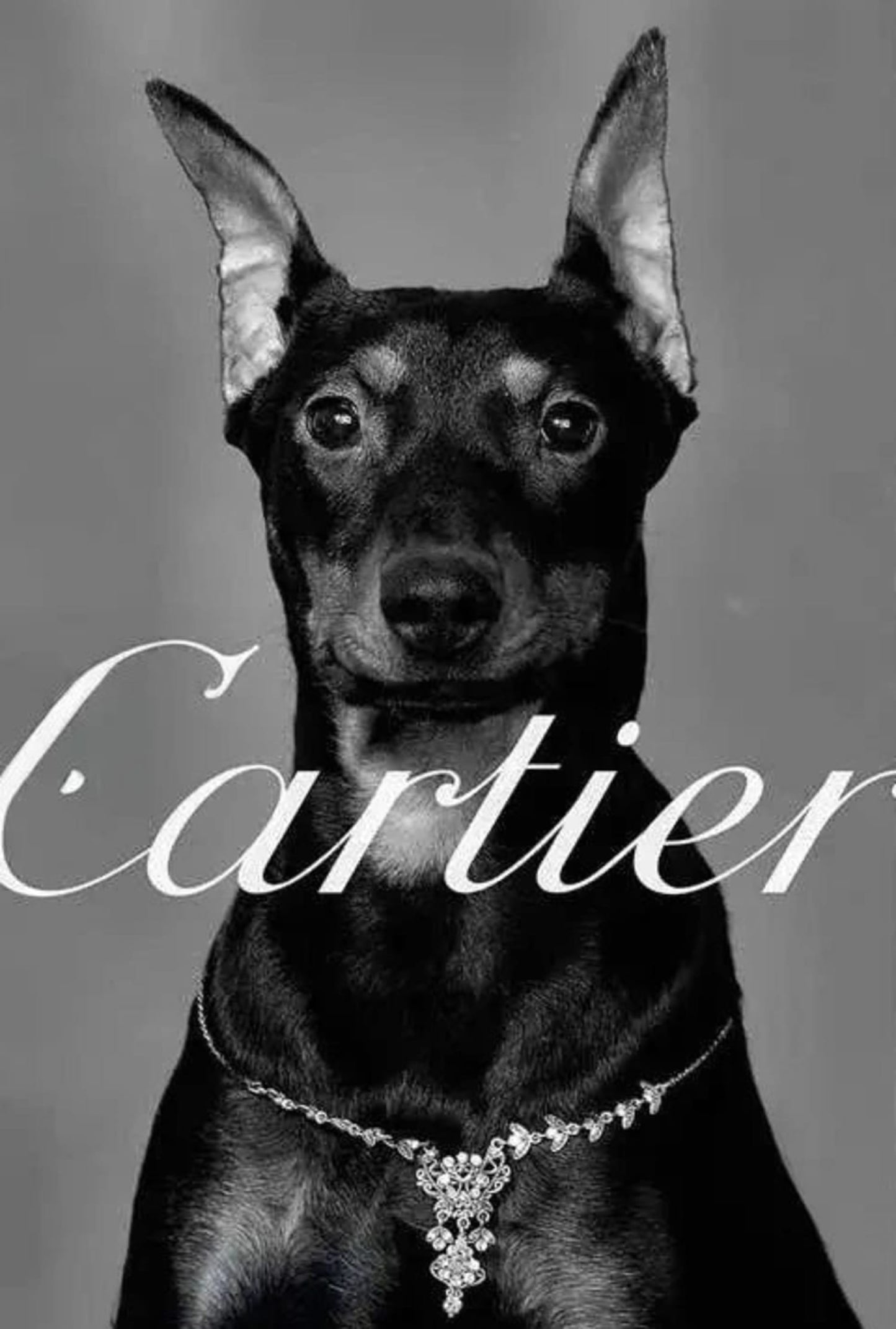 Cartier | Pinscher Silhouettes | Parisian Fashion Tribute