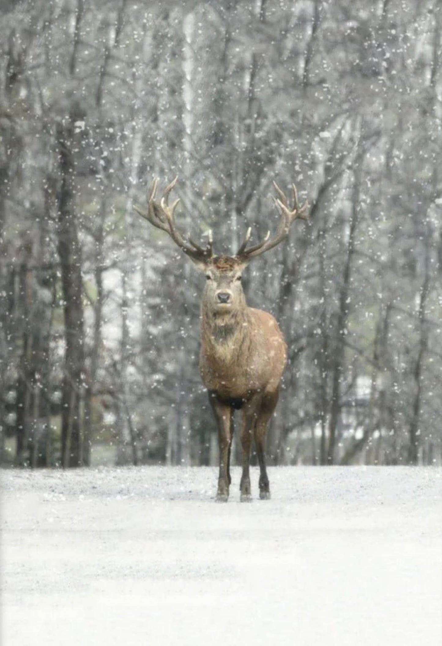 Hi Deer | Winter Editions