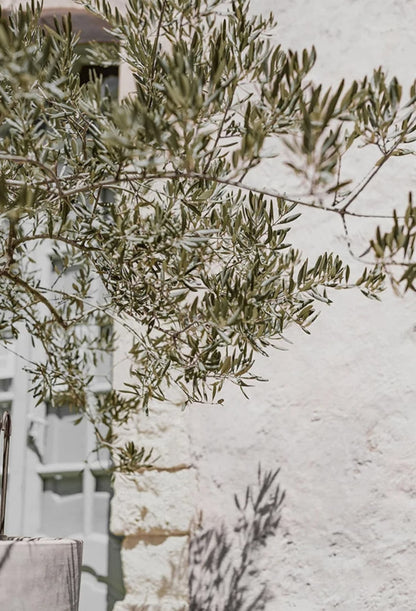 Olive Garden Italy | Echoes of Heritage