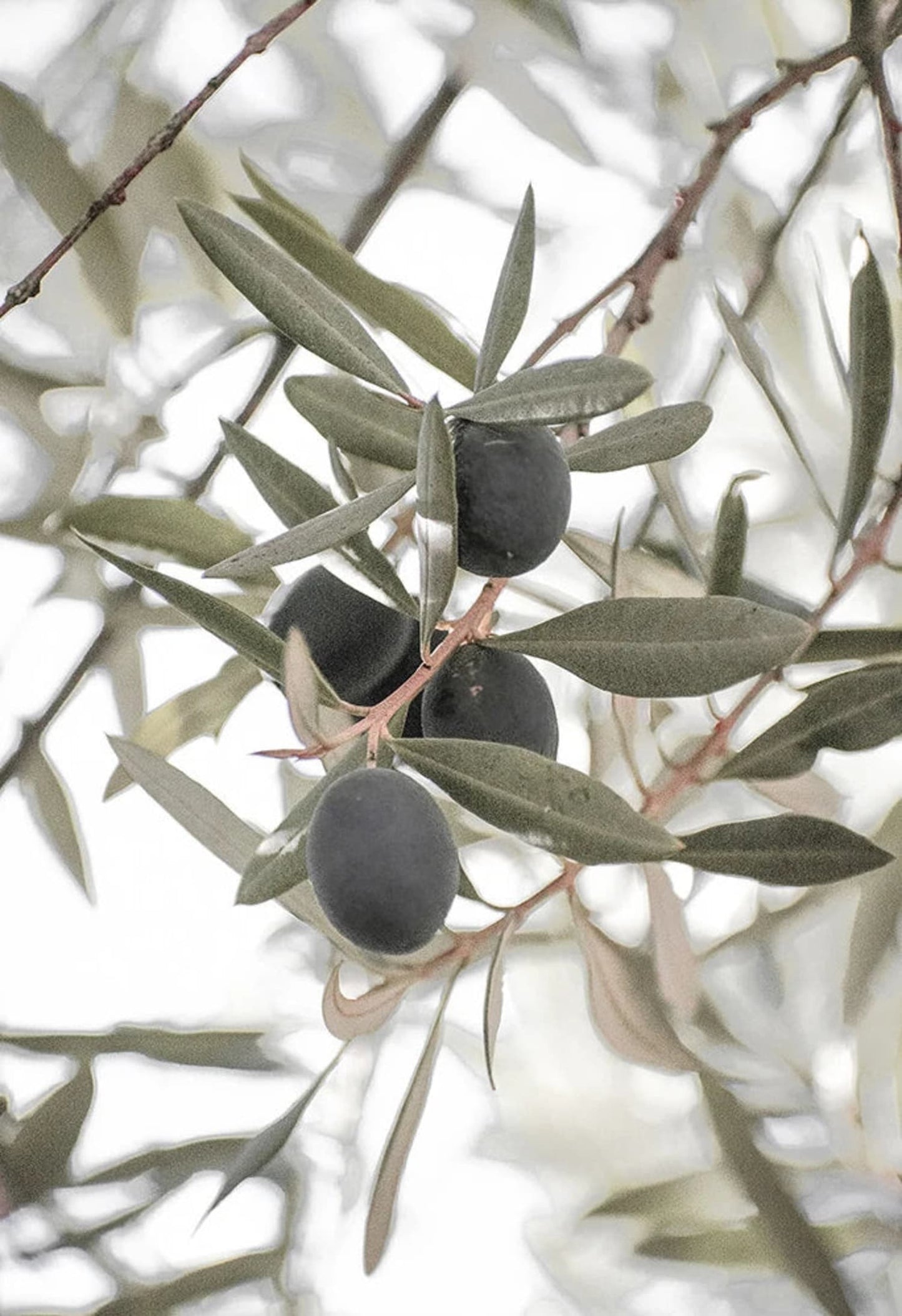 Olive Garden Landscape | Tranquil Mediterranean Scene