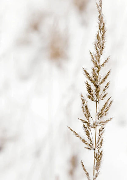 Boho Delicate Stems | Botanical Art Print | Minimalist Wall Decor | Modern Floral Poster | Home & Office Decoration