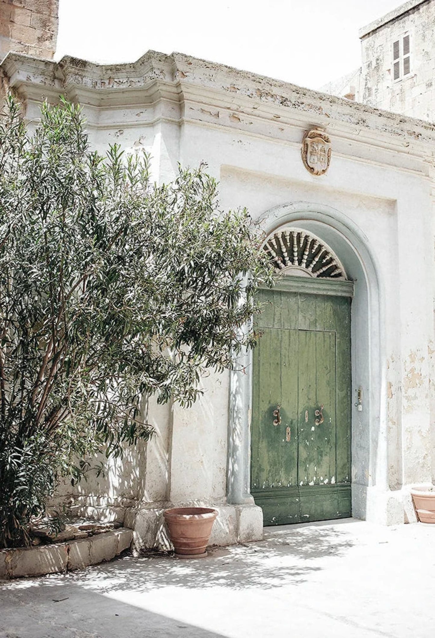 Olive Garden Landscape | Green Oasis | Italy Nature Scene