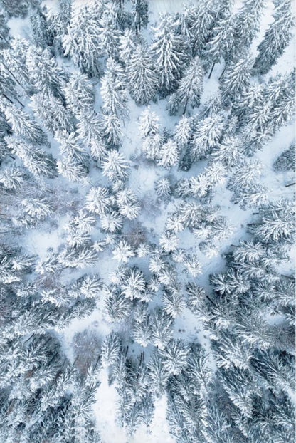 Winter Forest Scene | Nature Landscape Art | Seasonal Poster | Wall Decor | Enchanting Wilderness